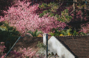 du lịch đơn dương đà lạt 3 ngày 2 đêm