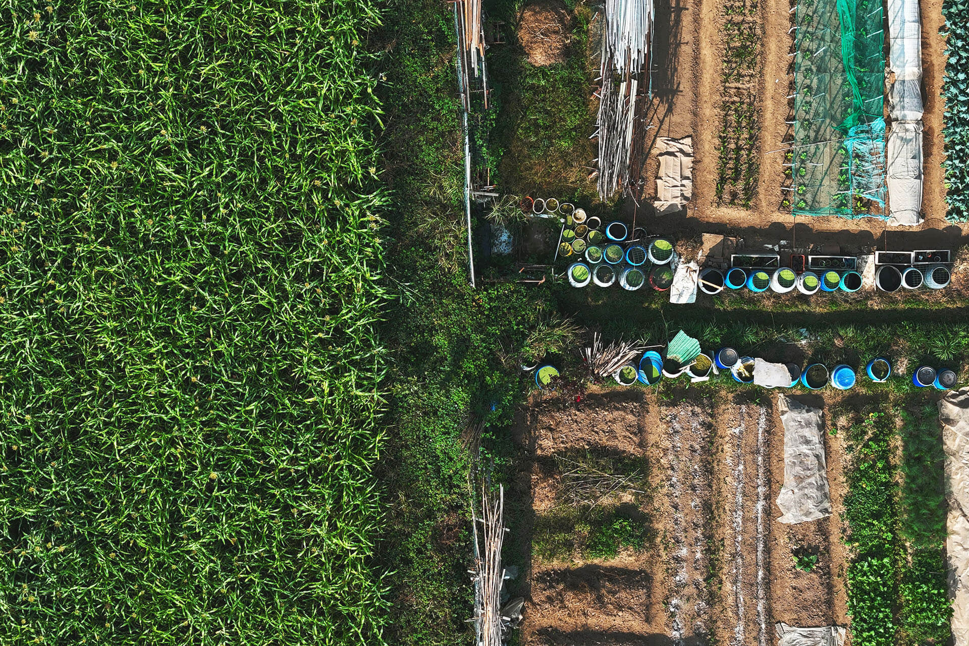 rau củ giá sỉ, rau củ quả giá sỉ