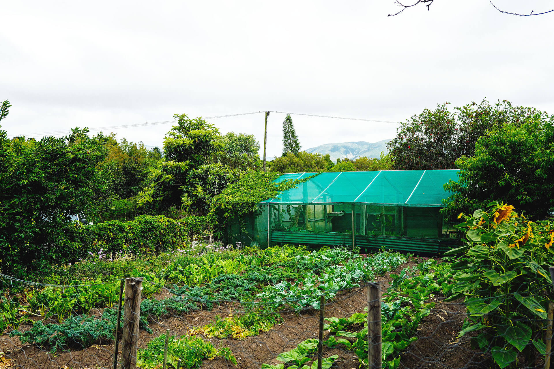 tìm nguồn cung cấp rau sạch