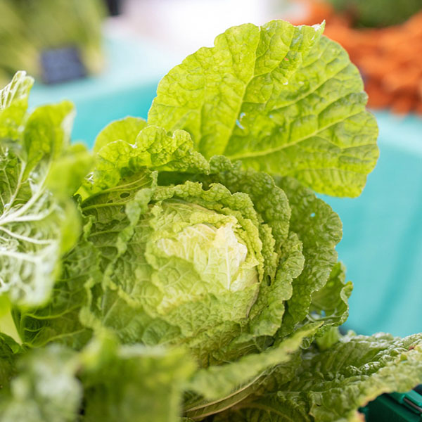 bắp cải trắng, cải bắp