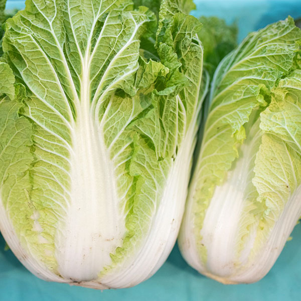 bắp cải trắng, cải bắp