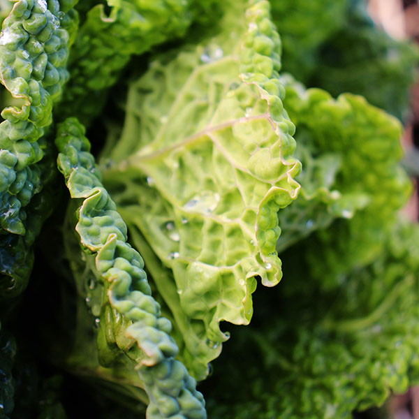 bắp cải trắng, cải bắp