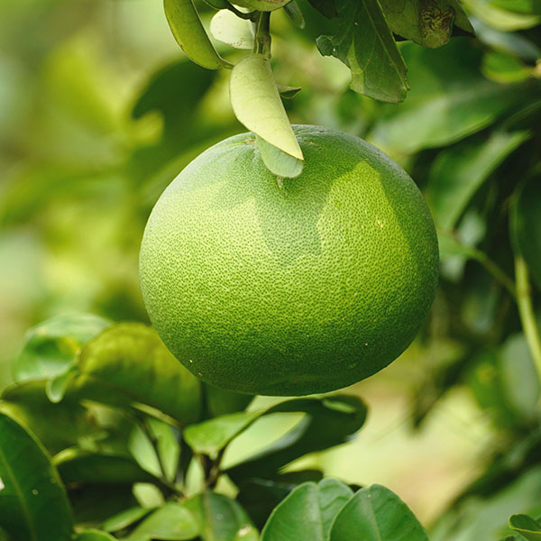 bưởi 5 roi, buoi 5 roi