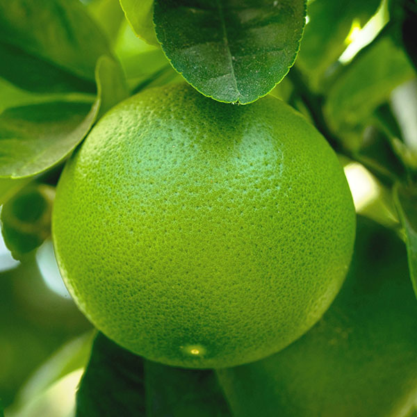 bưởi năm roi, buoi nam roi