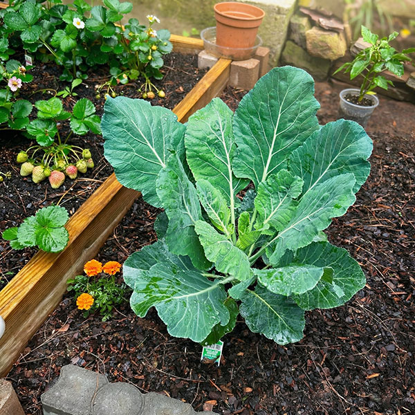 cải kale, rau cai kale