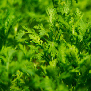 cần tây, rau cần