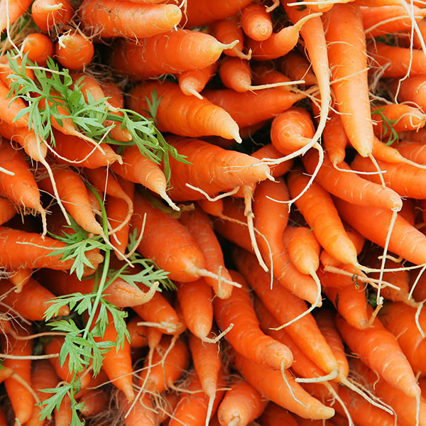 củ cà rốt
