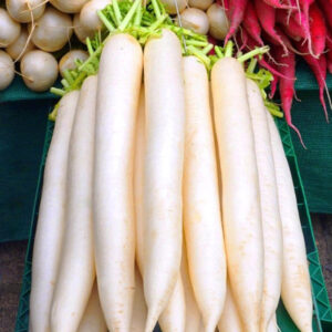 củ cải trắng, daikon