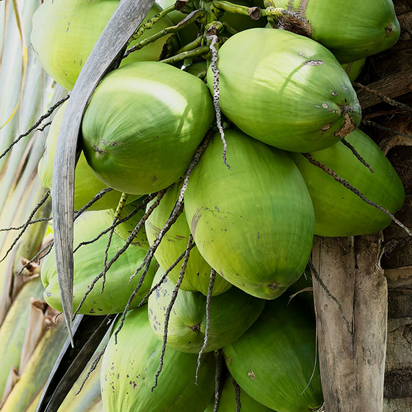 dừa xanh, dừa tươi