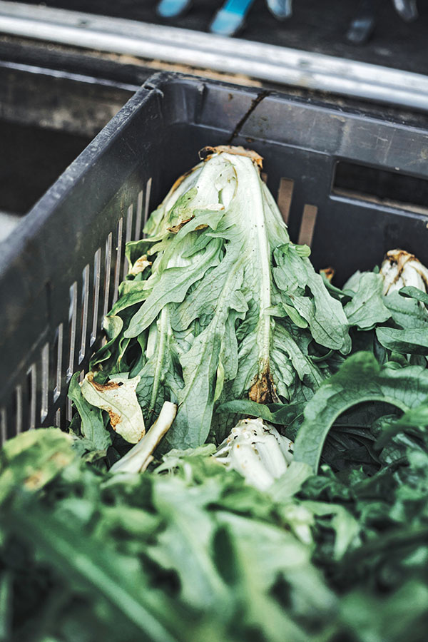 kinh doanh cửa hàng rau sạch, kinh doanh rau sạch tại nhà