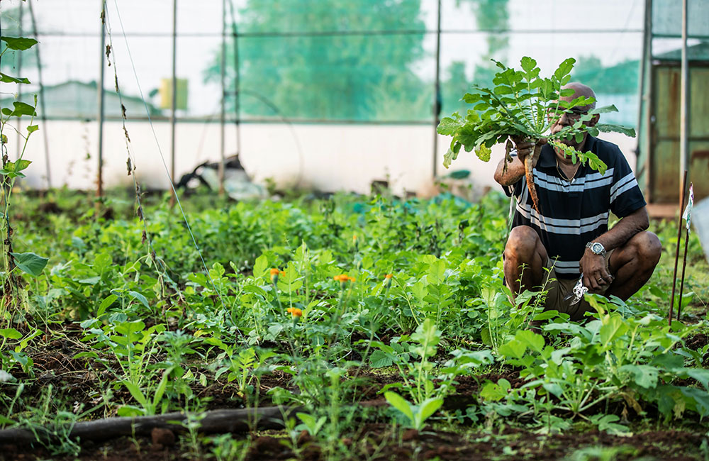kinh doanh rau củ đà lạt, kinh doanh rau củ quả đà lạt