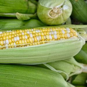 ngô ngọt, bắp ngọt