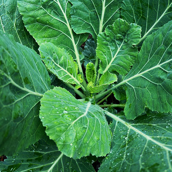 rau cải kale, rau cai kale