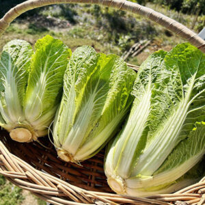 rau cải thảo