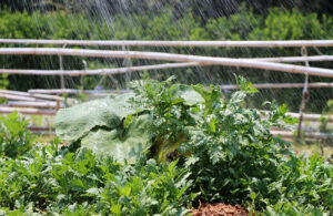 rủi ro trong kinh doanh rau sạch