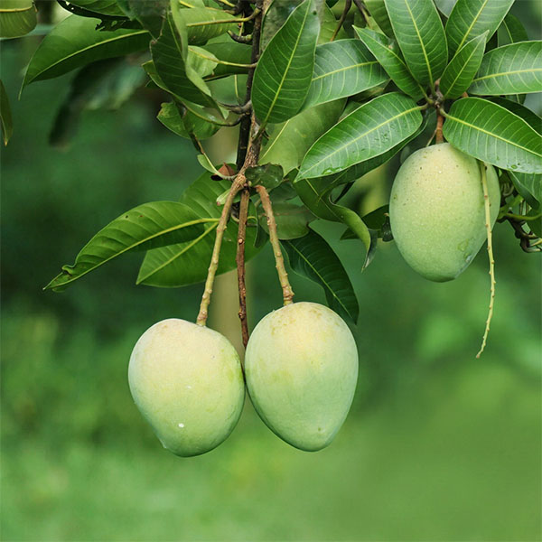 xoài KEO